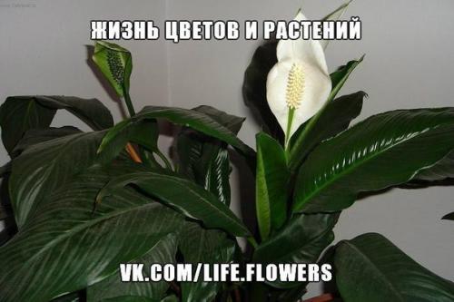 Спатифиллум или Женское Счастье. 02