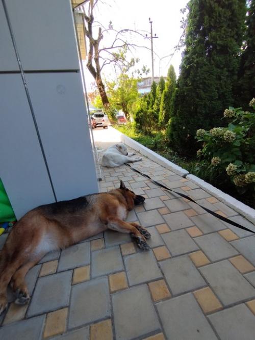 Все привет!  Мы только вернулись из нашего замечательного путешествия и спешим поделиться впечатлениями об отдыхе на черном море с собаками. 06