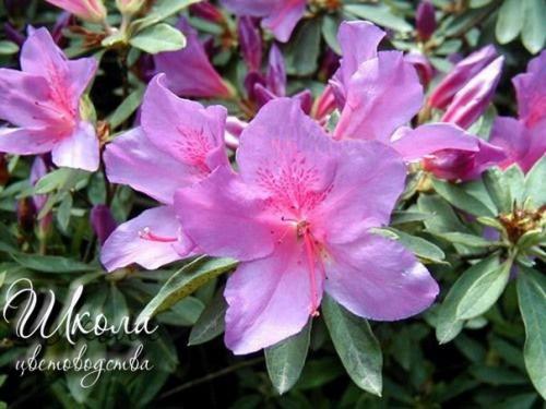 Азалия соперница розы. 02