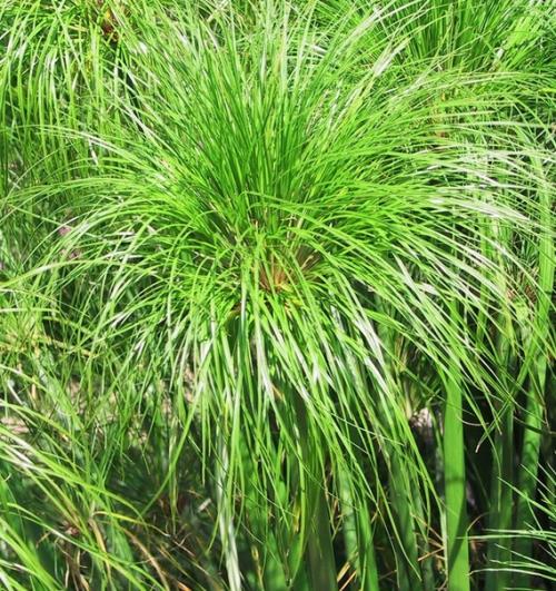 Циперус.  Уход и разведение циперуса. 03