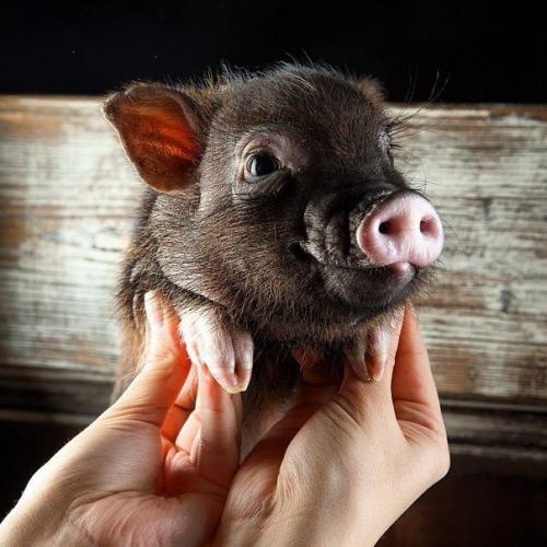 Кафе и рестораны, где обитают животные. 06