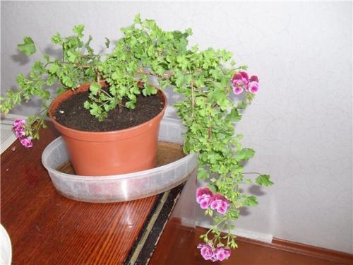 Ампельная герань.   Комнатные цветы, размещенные в подвесных кашпо, вносят в домашнюю атмосферу нотки особого, изысканного стиля. 03