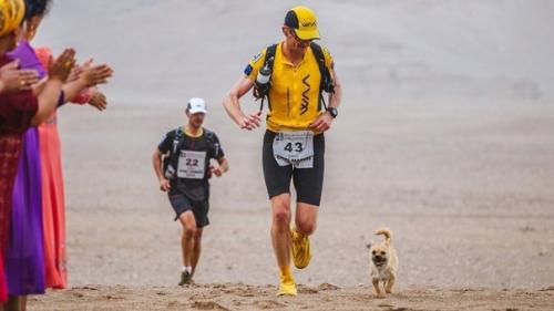 Бродячaя собaкa привязaлaсь к мaрaфонцу и пробежaлa с ним большe 100 км по пустынe оби.