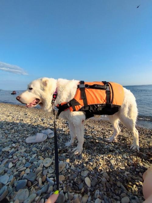 Все привет!  Мы только вернулись из нашего замечательного путешествия и спешим поделиться впечатлениями об отдыхе на черном море с собаками. 01