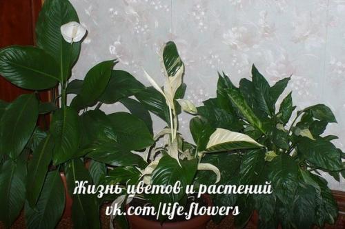 Спатифиллум или Женское Счастье. 04