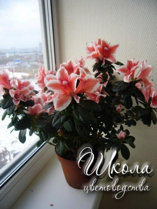 Азалия соперница розы. 05