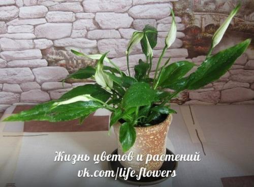 Спатифиллум или Женское Счастье. 01