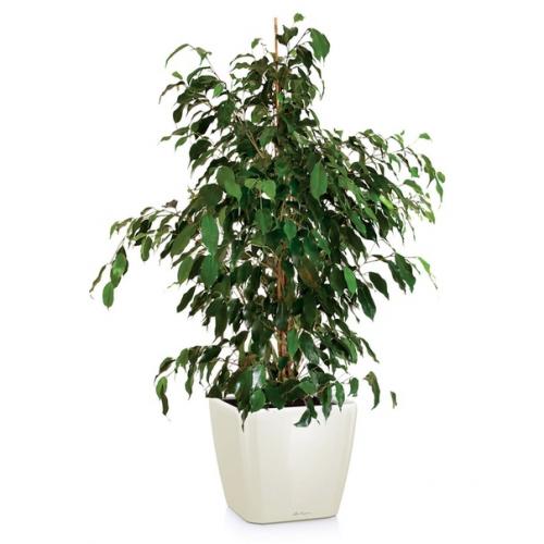 Фикус бенджамина.  В офисе, в квартире, в торговых центрах или других помещениях - где только не стоят вазоны с фикусами. 02