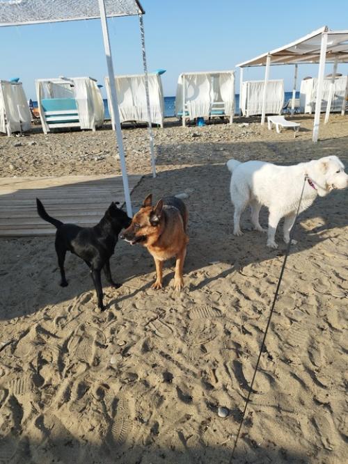 Все привет!  Мы только вернулись из нашего замечательного путешествия и спешим поделиться впечатлениями об отдыхе на черном море с собаками. 03