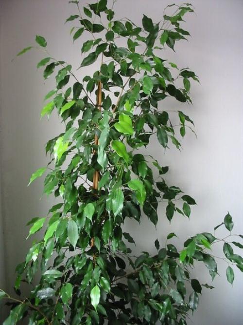 Фикус бенджамина.  В офисе, в квартире, в торговых центрах или других помещениях - где только не стоят вазоны с фикусами. 01