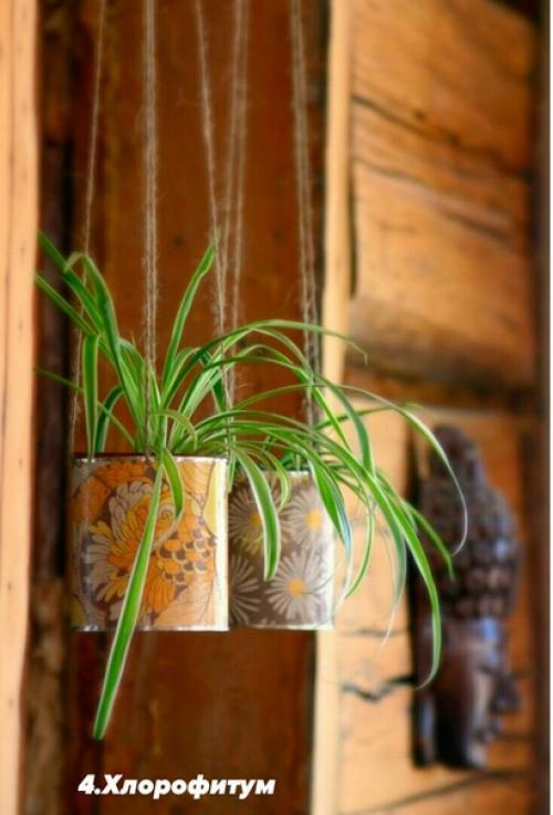 В случае если вы любите комнатные растения, но лишь в начале своего садоводческого пути, обратите внимание на представленные ниже 10 вариантов. 03