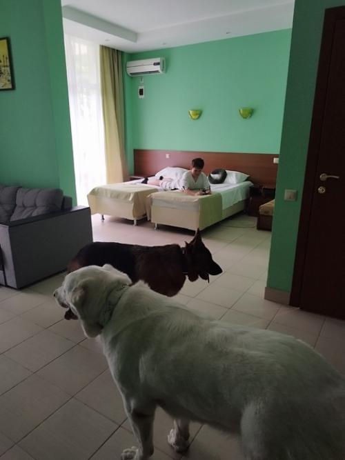 Все привет!  Мы только вернулись из нашего замечательного путешествия и спешим поделиться впечатлениями об отдыхе на черном море с собаками. 09