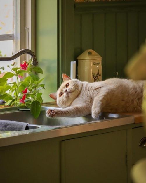 Добро пожаловать в уютный дом Тиффани, в котором время замирает и по всюду царит атмосфера спокойствия и умиротворения. 03