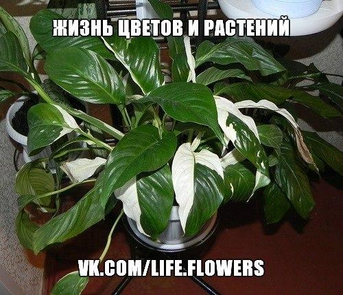 Спатифиллум или Женское Счастье. 08