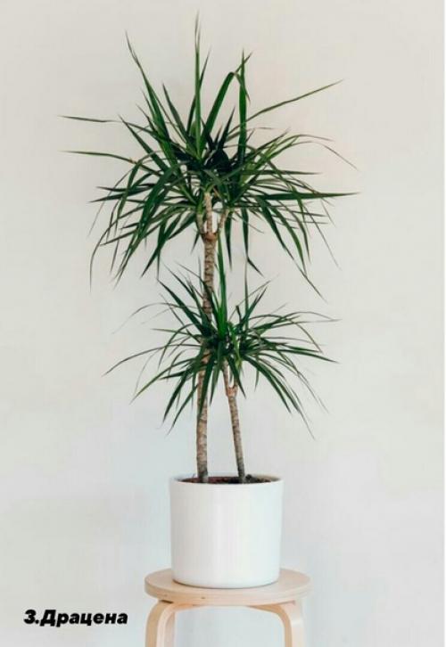 В случае если вы любите комнатные растения, но лишь в начале своего садоводческого пути, обратите внимание на представленные ниже 10 вариантов. 02