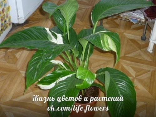 Спатифиллум или Женское Счастье. 07