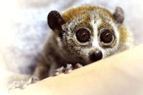 Кафе и рестораны, где обитают животные. 05