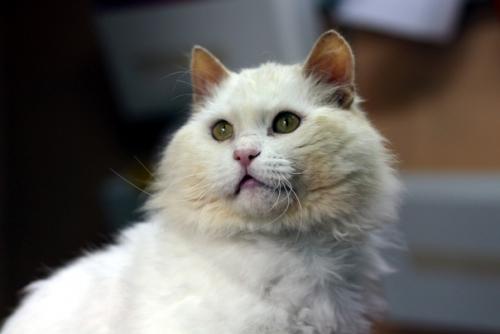 Шикарный блондин желает познакомиться. 04