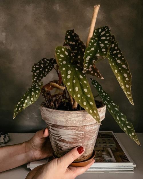 Детали небольшой, но очень уютной квартиры, в которой любят тёплый текстиль, зелёные растения и мебель икеа. 08