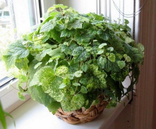 Комнатная толмия - почти гейхера в интерьере. 02