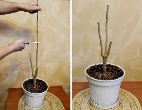 Как обновить драцену? 02 Как обновить драцену? 02