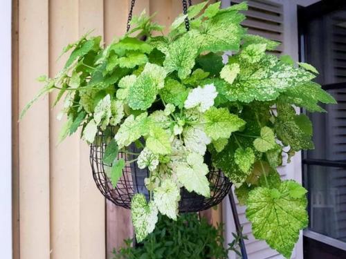 Комнатная толмия - почти гейхера в интерьере. 01