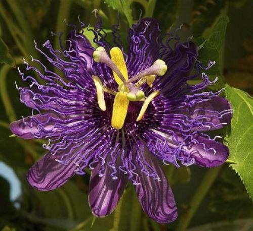 Пассифлора.  Уход и разведение пассифлоры. 07