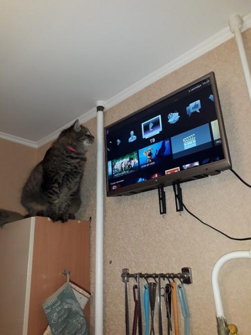 Ах, эта ужасная история о разбитом Гошенькой любимом телевизоре! 01