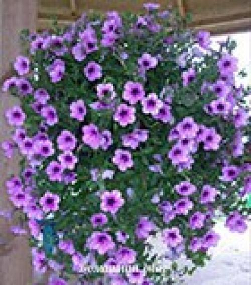 10 самых популярных вьющихся растений. 02 10 самых популярных вьющихся растений. 02