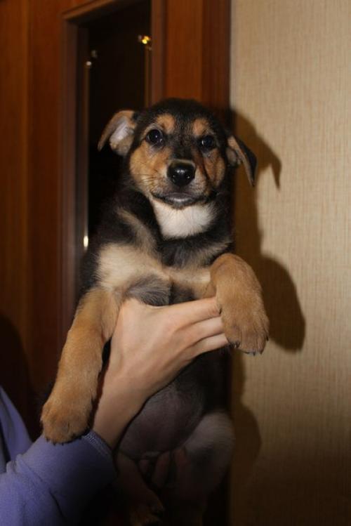 Москва.  Очаровательная щенявка - мелкашка мира ищет любящую семью! 01