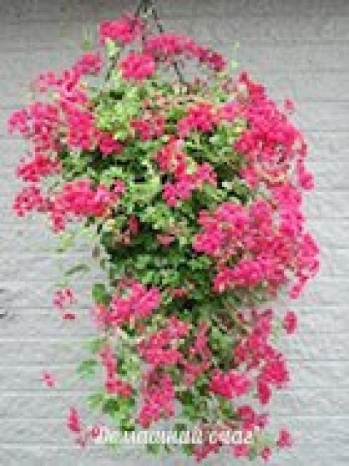 10 самых популярных вьющихся растений. 03 10 самых популярных вьющихся растений. 03