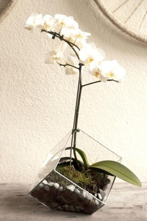 Флорариум в домашнем интерьере. 05