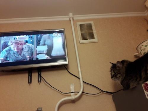 Ах, эта ужасная история о разбитом Гошенькой любимом телевизоре! 02