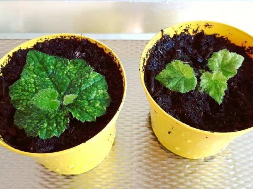 Комнатная толмия - почти гейхера в интерьере. 04