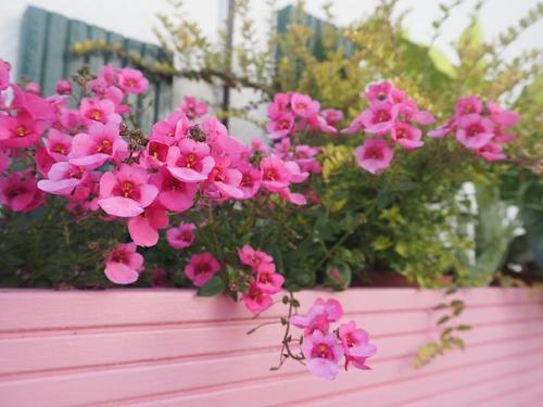 Этот балкон находится в Лондоне и принадлежит дизайнеру интерьеров Мелани. 06