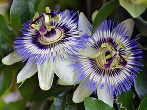 Пассифлора.  Уход и разведение пассифлоры. 06
