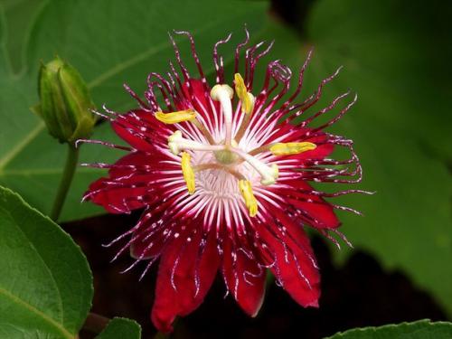 Пассифлора.  Уход и разведение пассифлоры. 01