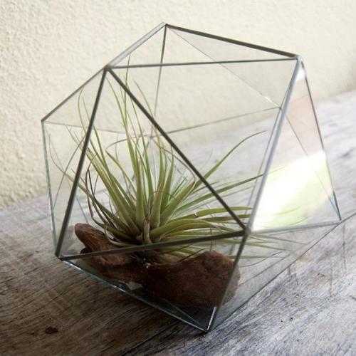 Флорариум в домашнем интерьере. 02
