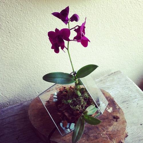 Флорариум в домашнем интерьере. 01