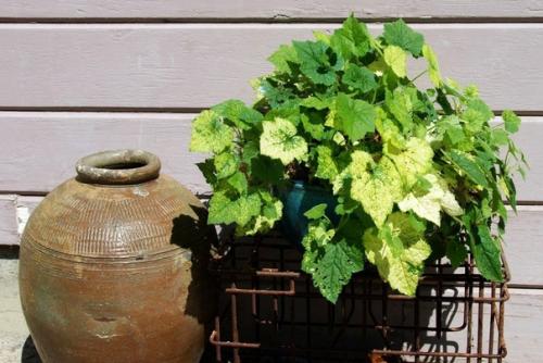 Комнатная толмия - почти гейхера в интерьере. 03