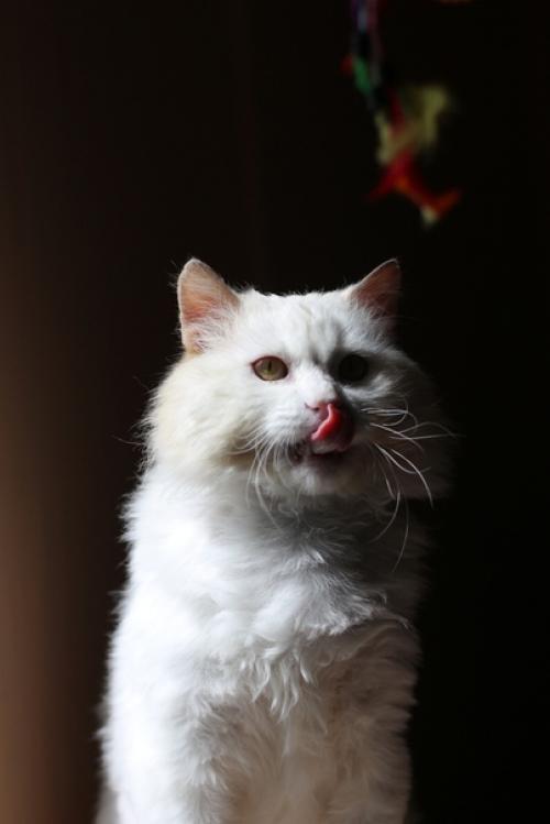 Шикарный блондин желает познакомиться. 02