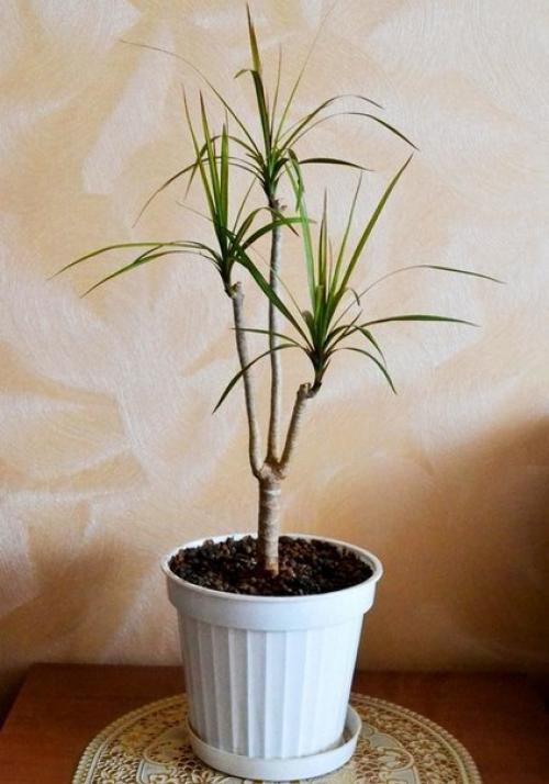 Как обновить драцену? 03 Как обновить драцену? 03