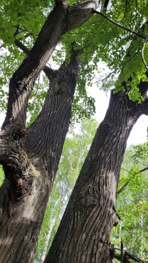 3 сентября ученики 3 в класса посетили замечательное село рябово - родину знаменитых художников братьев Васнецовых. 08