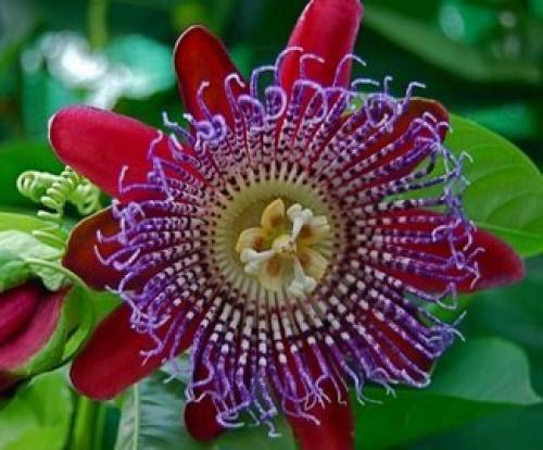 Пассифлора.  Уход и разведение пассифлоры. 03