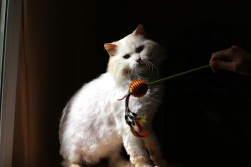 Шикарный блондин желает познакомиться. 03