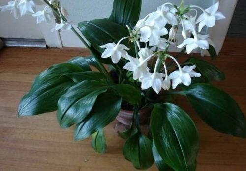 Разбираемся в цветах: почему не цветет эухарис в домашних условиях. 01