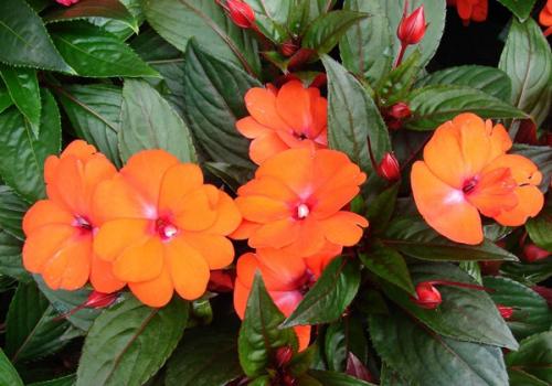 Бальзамин.  Он же Ванька мокрый. 04