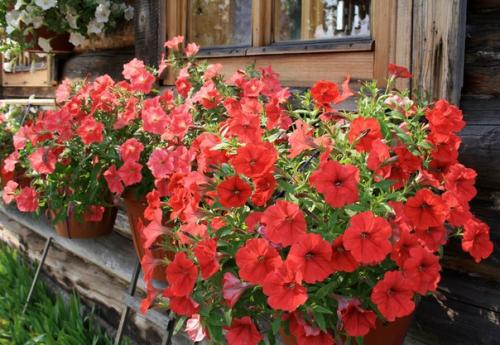 15 однолетников, цветущих все лето. 01