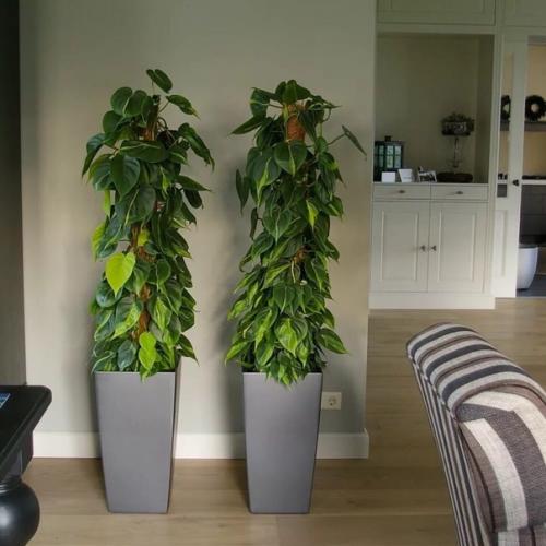 Сциндапсус и эпипремнум. 04