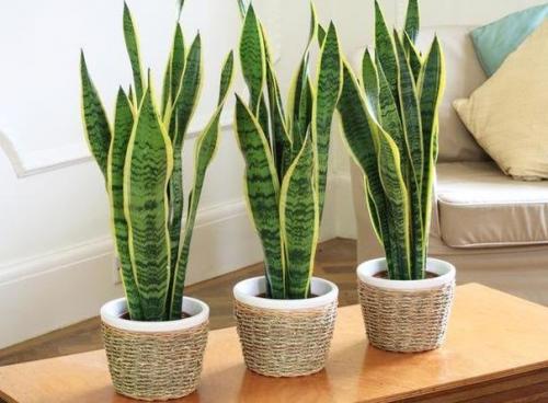 Зеленые экстремалы: 10 Неубиваемых растений для вашего дома. 04